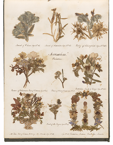 Page of pressed flowers in faded yellows, browns, and greens, with handwritten annotations.