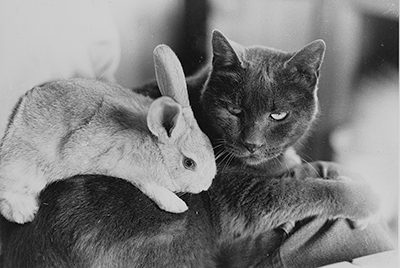 Photograph of cat with bunny
