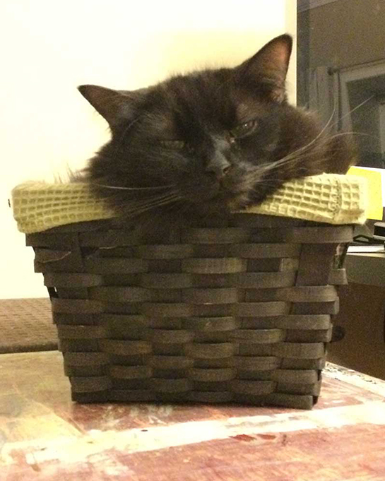 Photograph of Chairman Meow